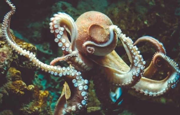 Il cervello dei polpi era estremamente simile al cervello umano