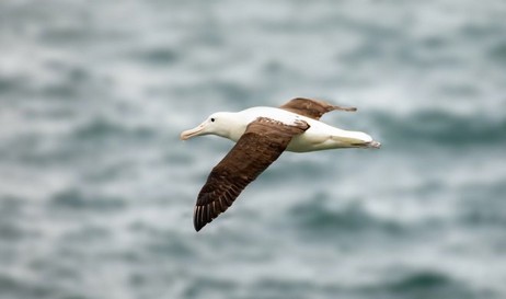 Les oiseaux aux ailes noires s'envolent