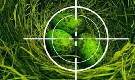 鳥の卵を狩るためにドローンを開発している米海軍