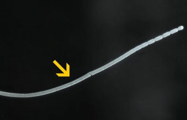 Gli scienziati hanno trovato il più grande batterio del mondo