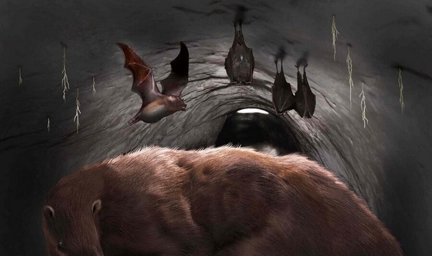Les restes d'une chauve-souris géante retrouvés dans une grotte argentine