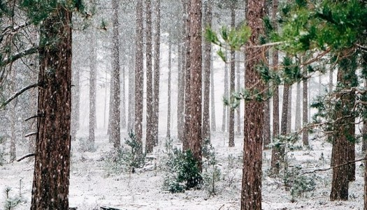 Perché gli alberi non si congelano e scoppiano in inverno?