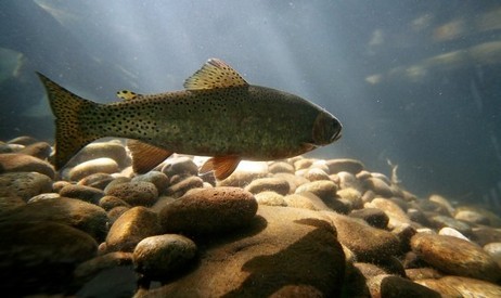 Les poissons des rivières des villes peuvent devenir accros