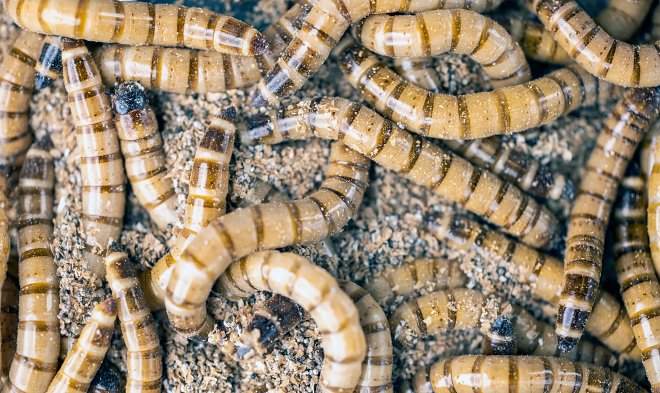 I super vermi Zophobas morio sono in grado di vivere con una dieta di pura plastica